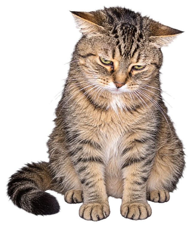 Rent Due Cat, a tabby, sitting with a resigned glare